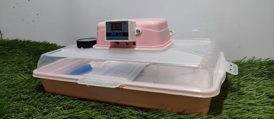 Compact home-use egg incubator with a digital temperature display, a clear plastic lid, and a pink base, designed for hatching poultry eggs.