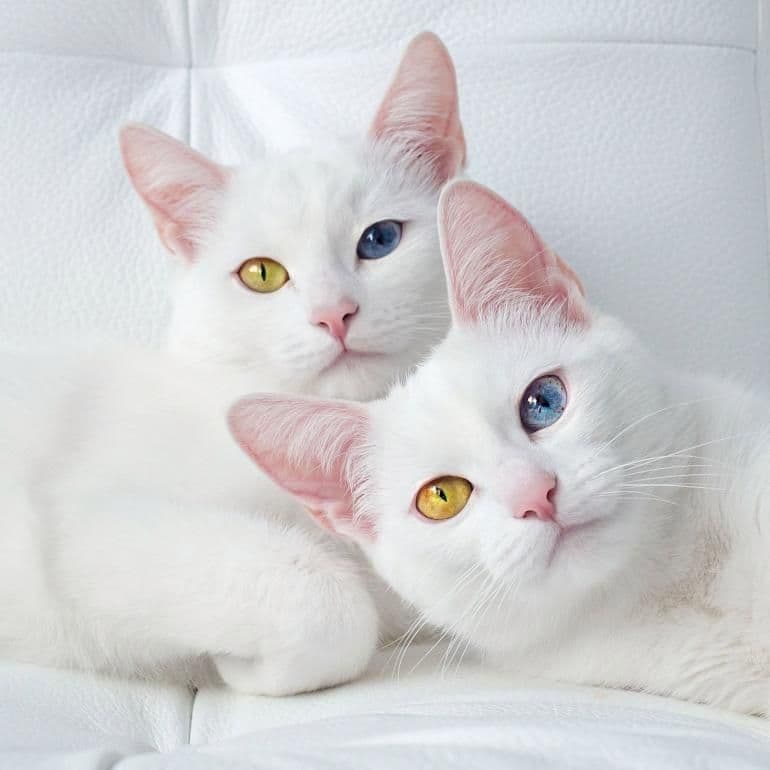 Two white cats with heterochromia (one blue eye, one yellow eye each)